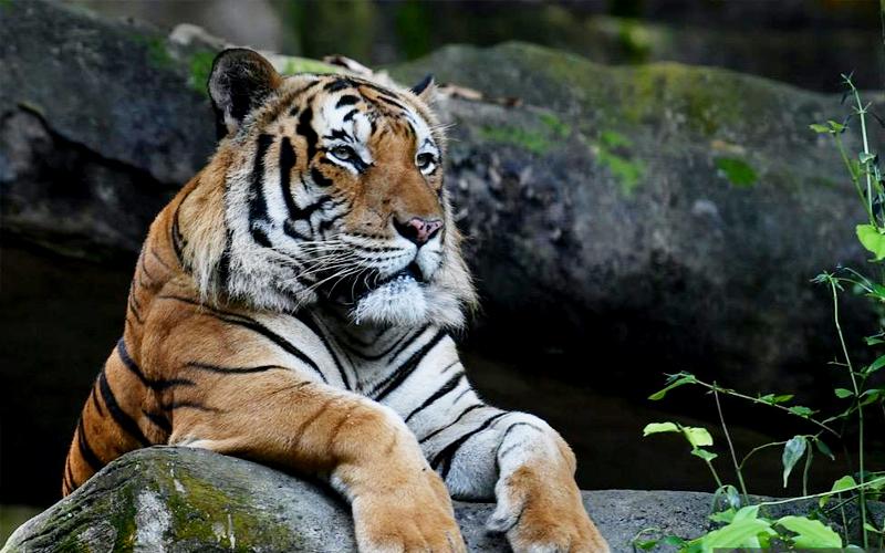 Negara dijangka kehilangan Harimau Malaya jika tiada tindakan luar biasa