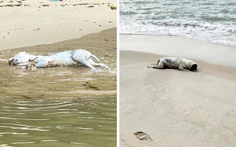 Dead dogs on Tanjung Bungah beach raise hackles
