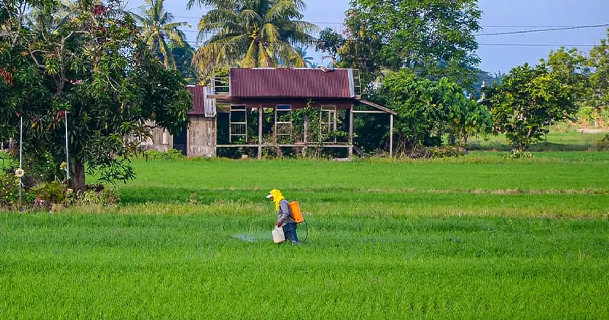 Lebih 20,000 pesawah di Perak terima wang pendahuluan IPKP