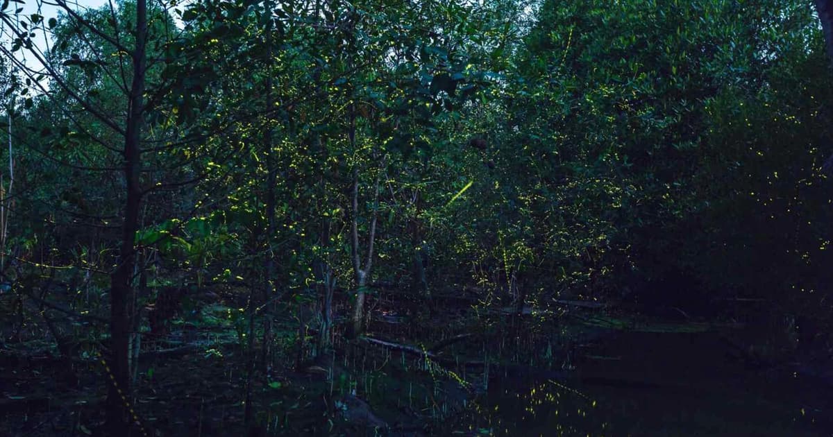 Four firefly species threatened with extinction, experts say | FMT