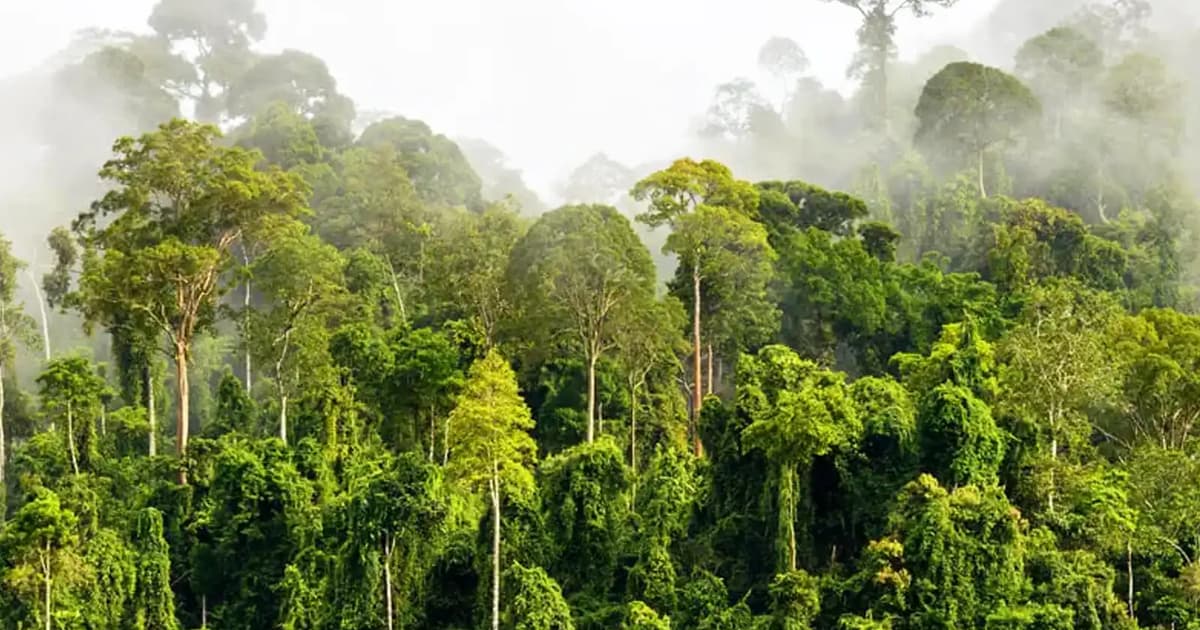 Commercial logging moratorium still in force, says Selangor MB