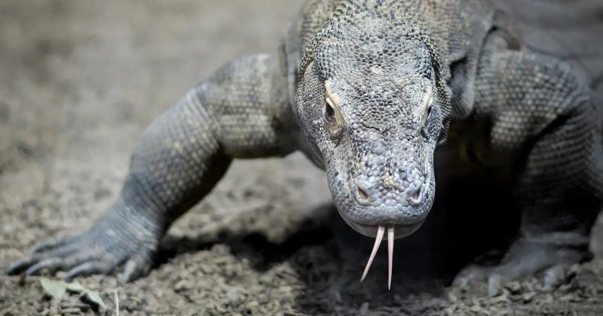 Indonesia’s police arrest six for Komodo dragon smuggling
