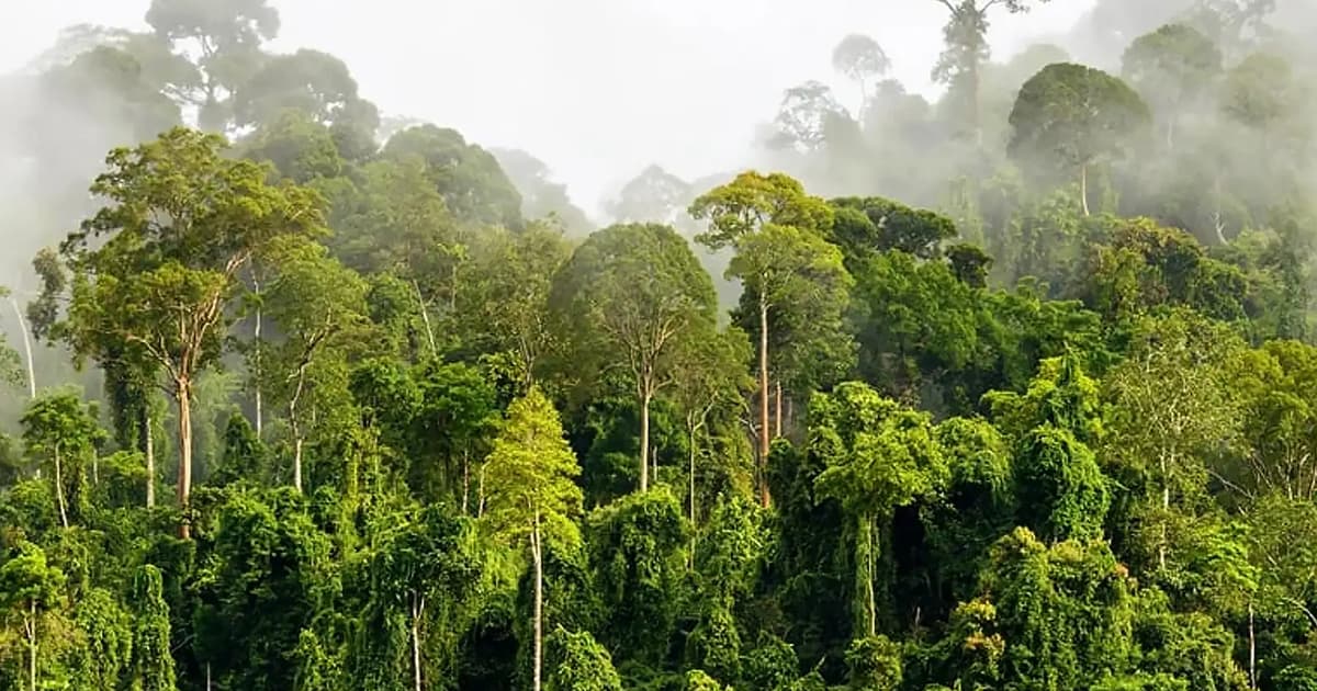Selangor hampir capai sasaran tanam 11 juta pokok, kata exco