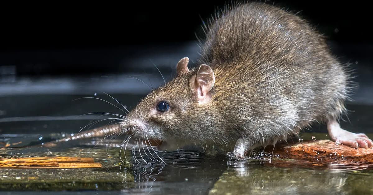 Penang school canteen closed for 14 days over rat droppings