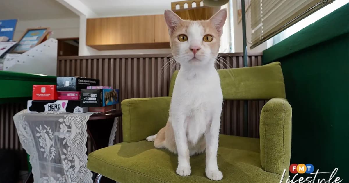 Kolektif Kucing, a foster home where rescued cats can heal
