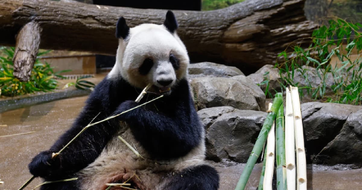 China poised to send pandas to US before Trump’s planned visit