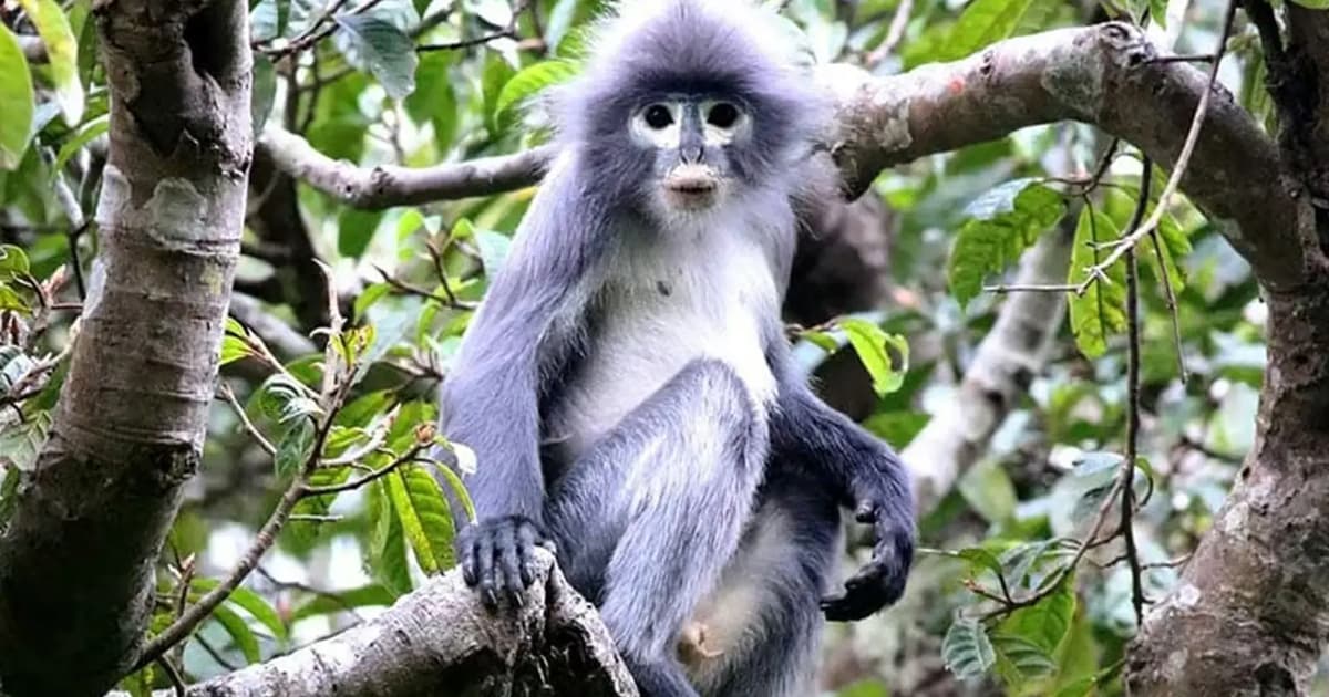 NGO, activist win suit over culling of dusky leaf monkeys