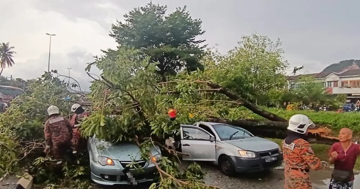 6 rescued after falling trees crush 3 cars
