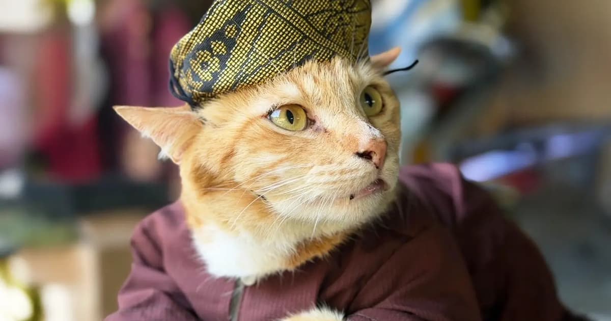 Toyen, the cat who found his way back home