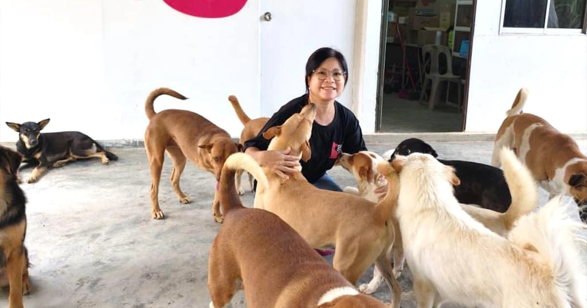 Animal welfare NGO in Johor appeals for urgent support