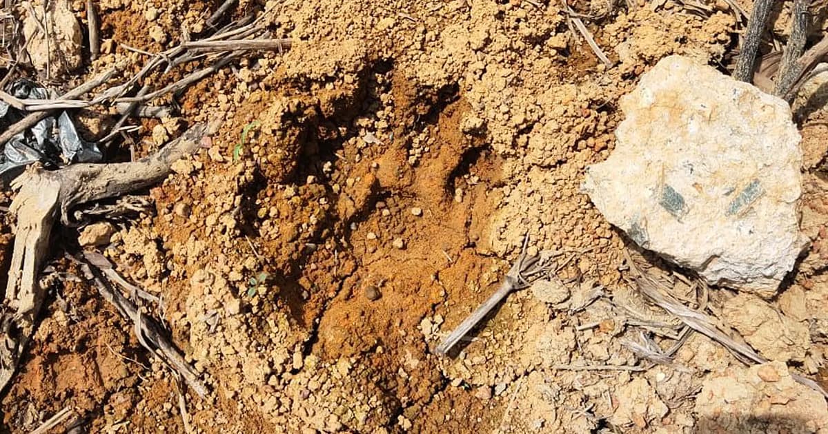 Tapak kaki harimau belang ditemui di projek pertanian Kluang