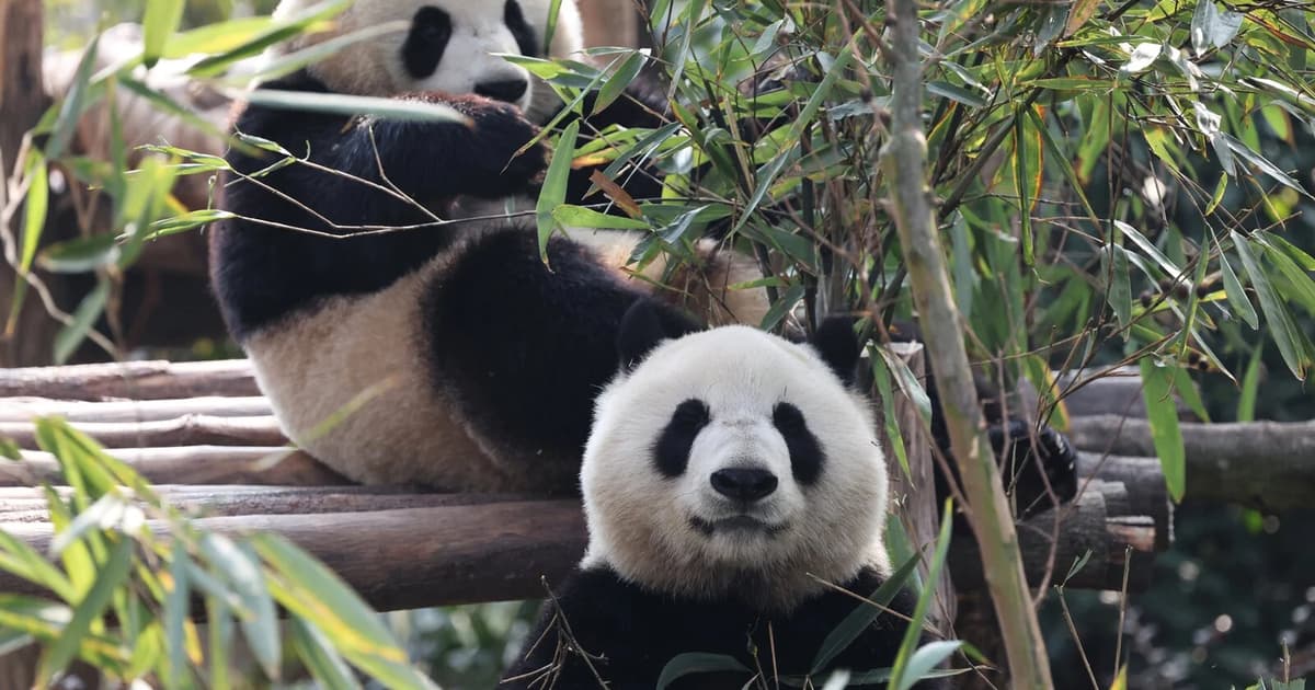 Two giant pandas head to Atlanta under 10-year conservation deal
