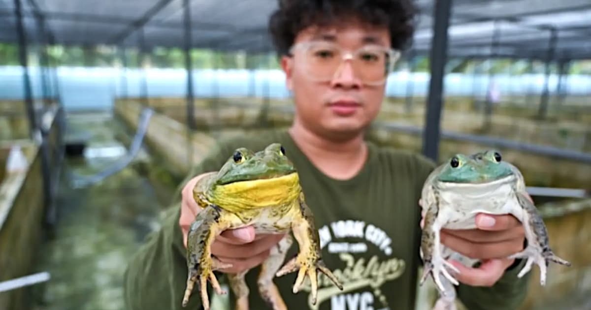 Perak family continues to grab the bullfrog by the horns