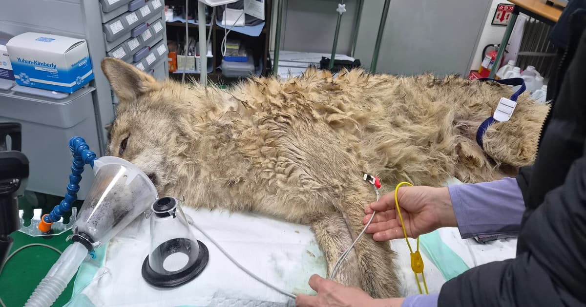 Elusive wolf in South Korea captured after nine days on the run