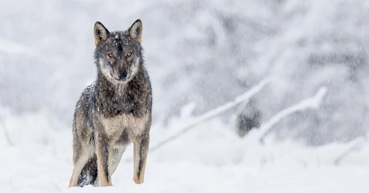 Jawbone rewrites story of how dogs became our best friends