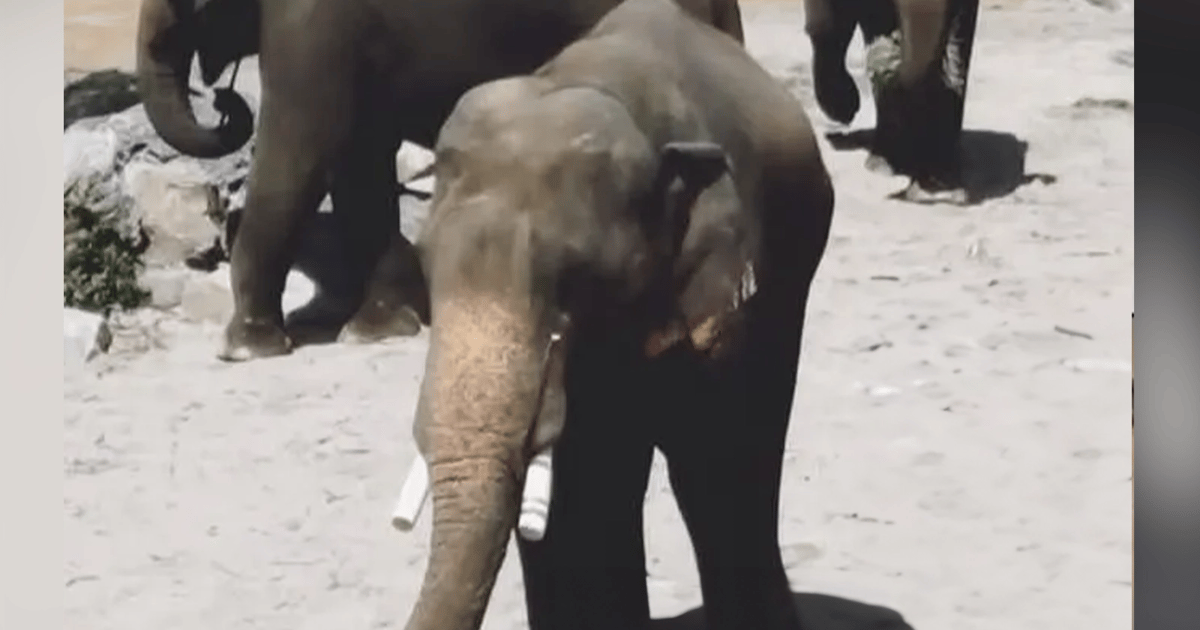 3 elephants transferred to Japan zoo still property of Taiping Zoo