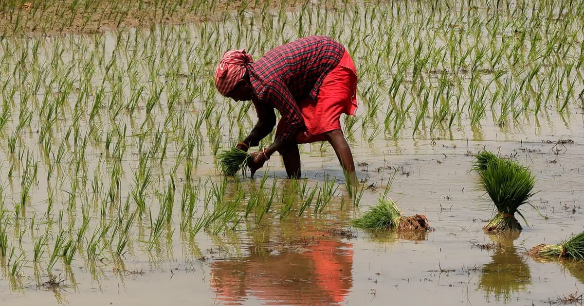 India’s fertiliser output drops a quarter on Middle East war