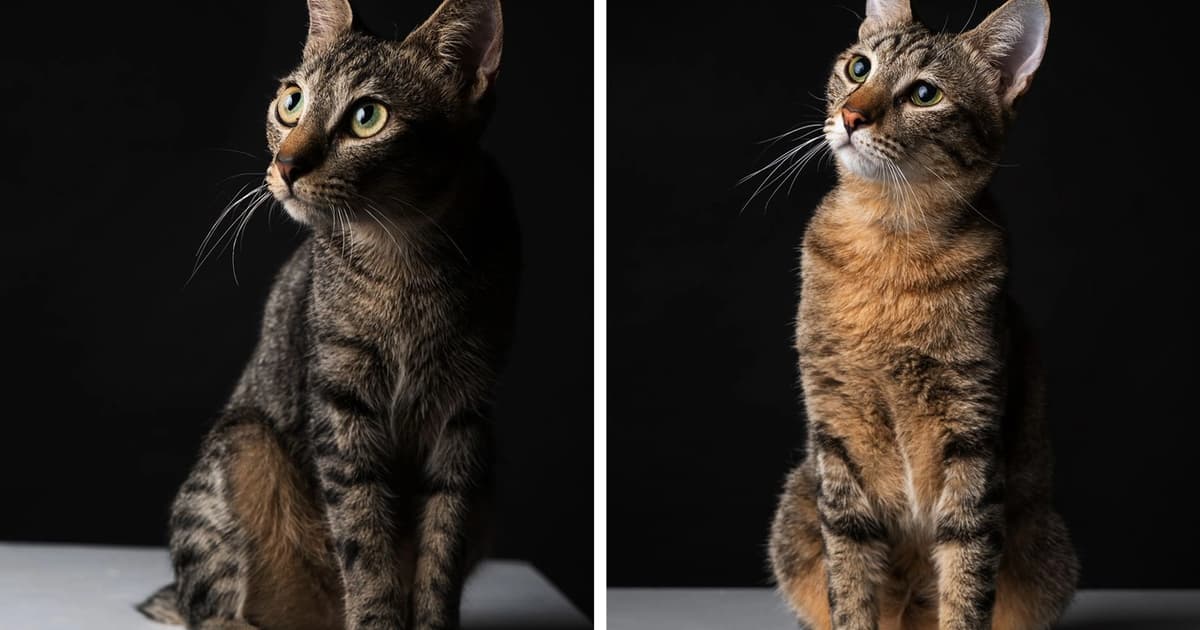 From a box to a home: Loki and Thor’s second chance