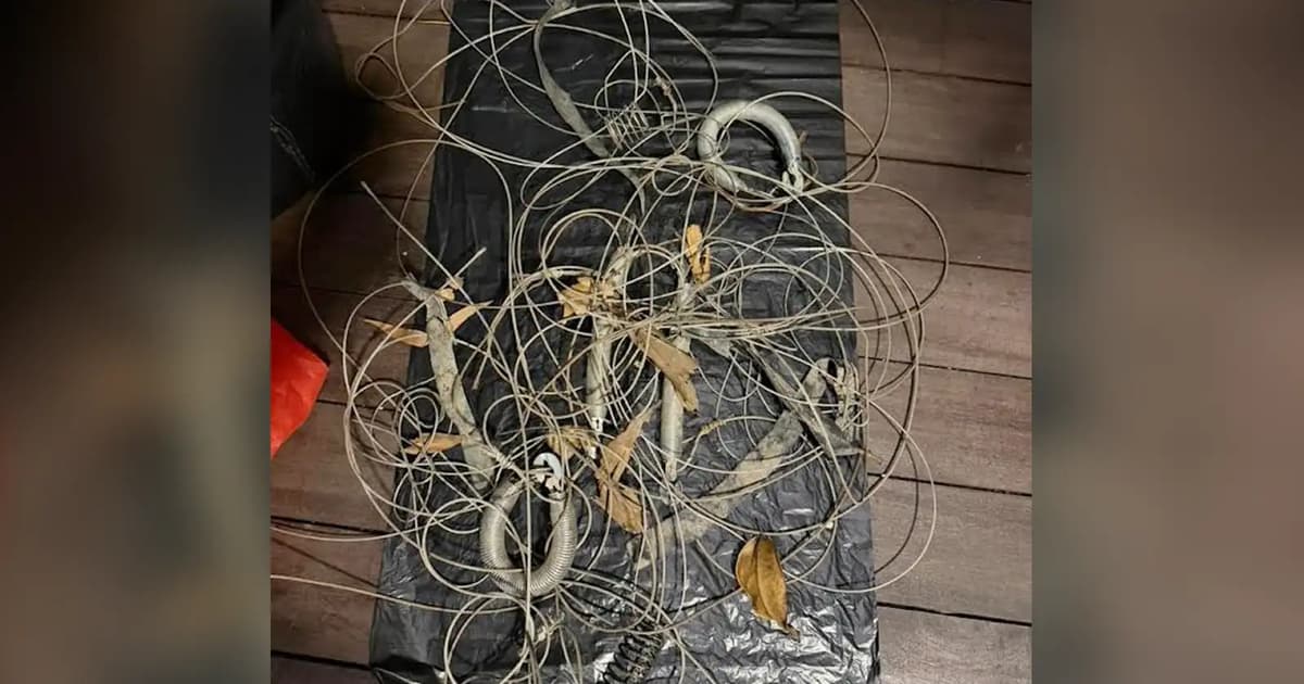 Animal activists slam silence over illegal wild boar traps