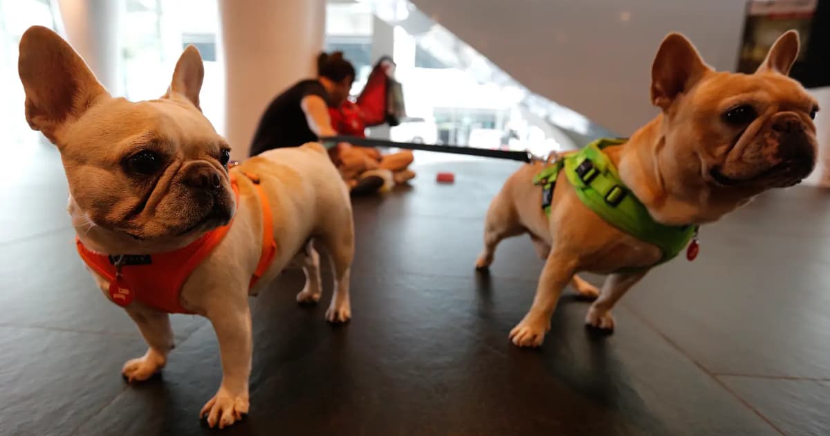 Brazil approves law allowing shared pet custody