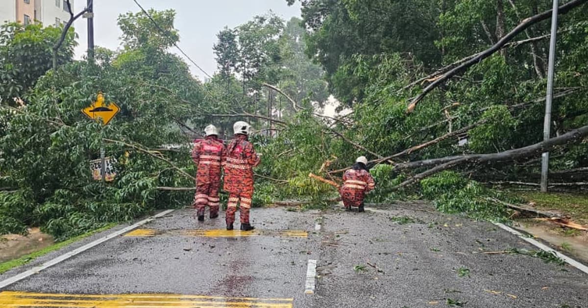 Local councils must stop treating trees as disposable