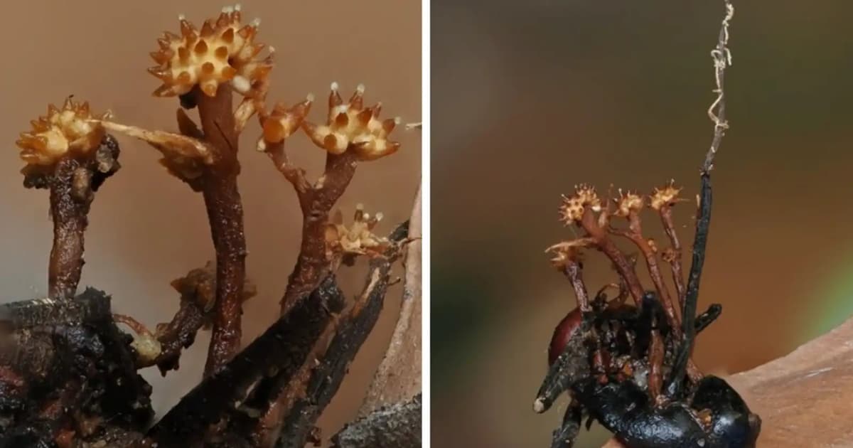 Strange horn-shaped fungus found in Sabah – and it’s a world first