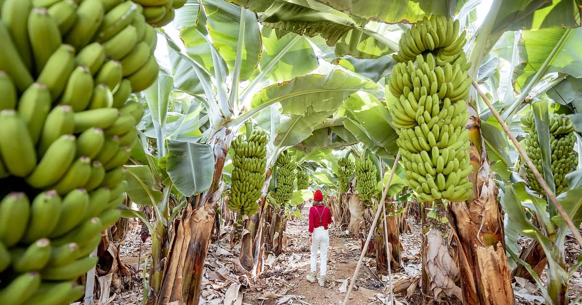 Bananas, the unlikely ally in forest conservation