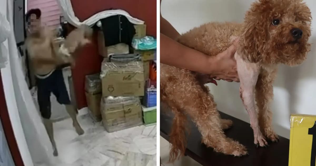 Selangor vet dept looking for man who hurled dog against wall