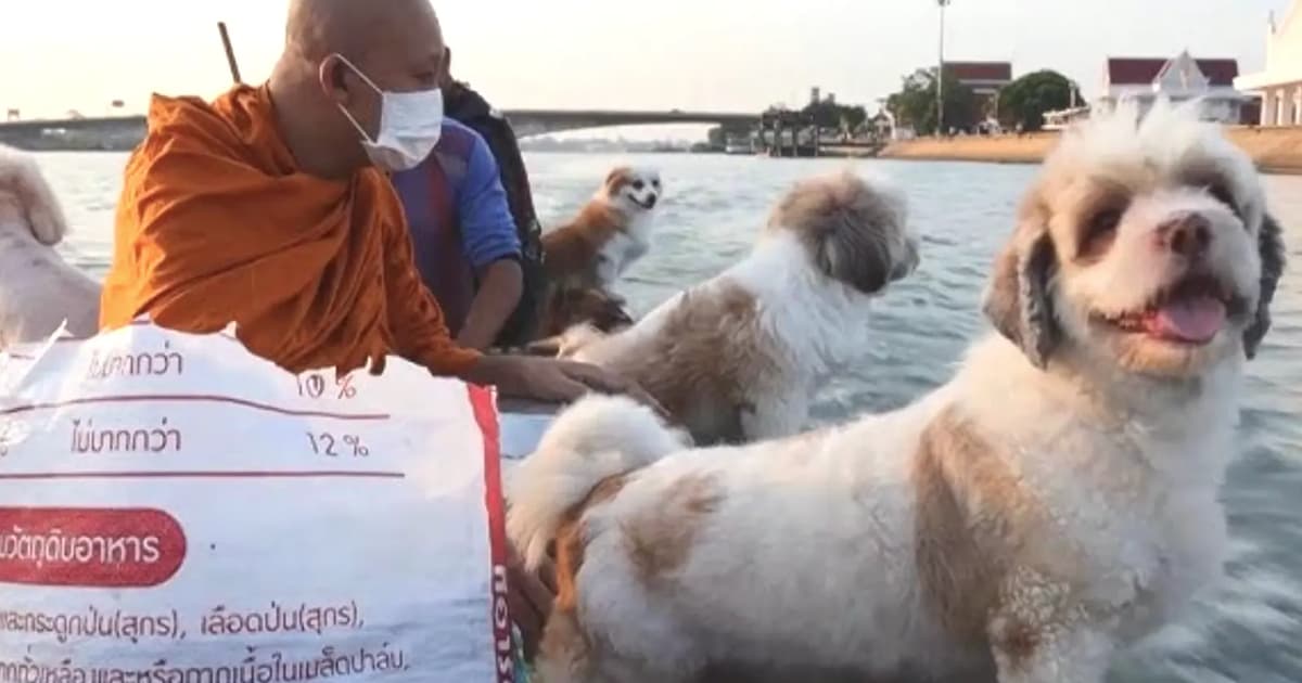 A monk, a boat and a pack of rescue dogs