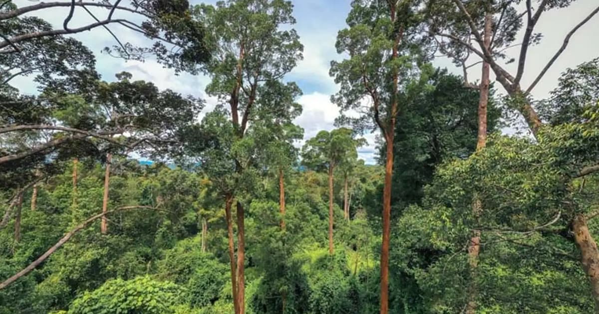 Sarawak to keep 6mil hectares as permanent forest reserves