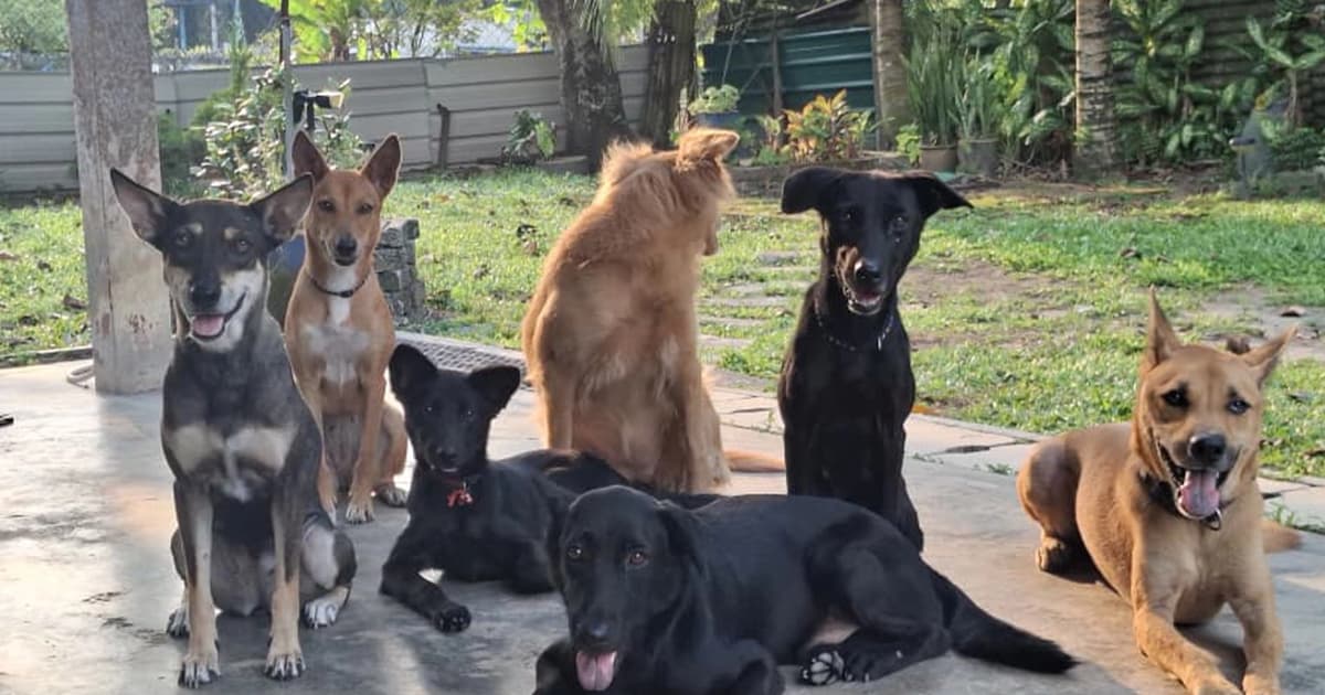 Marie’s kampung life with 11 pets wins the internet