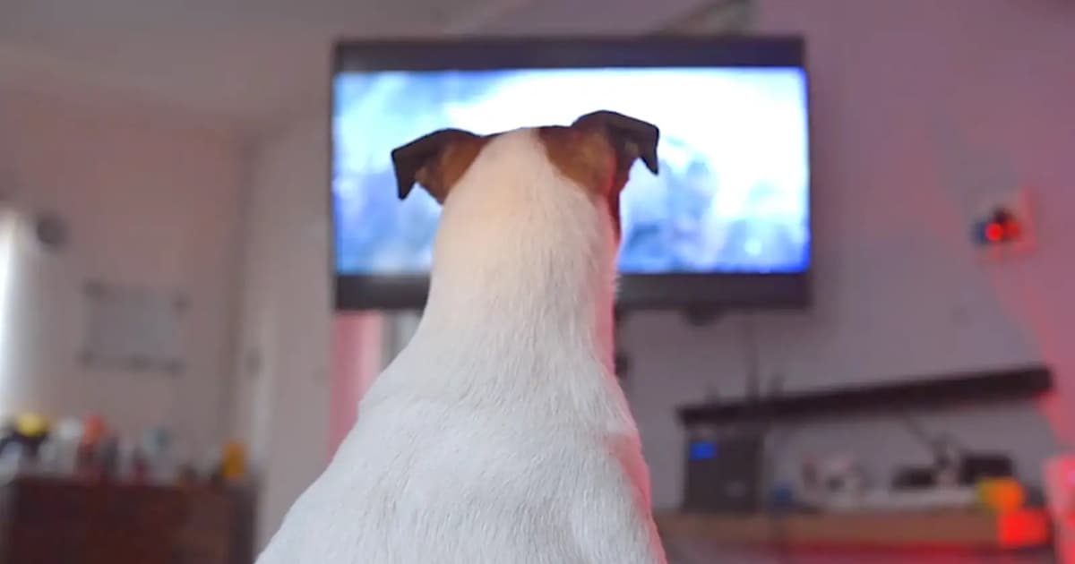 Can TV really keep your dog entertained while you’re away?