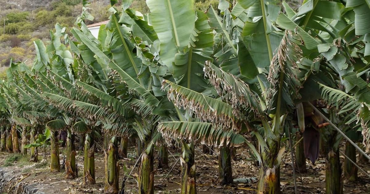 Saintis beri amaran penyakit TR4 ancam ladang pisang di seluruh dunia