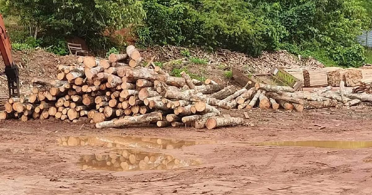 Lelaki ditahan, kayu balak lebih RM4 juta disita