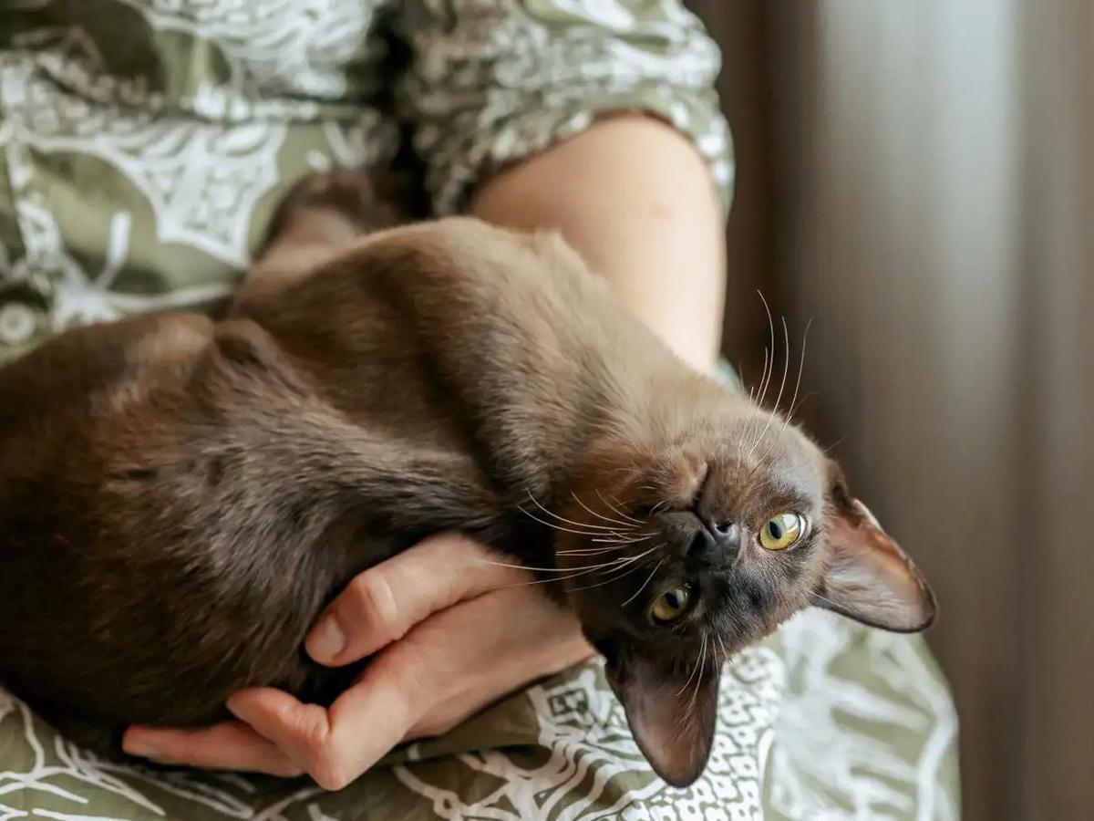 What Breeds of Cats Live Longest: Top 7 Lifespan Champions