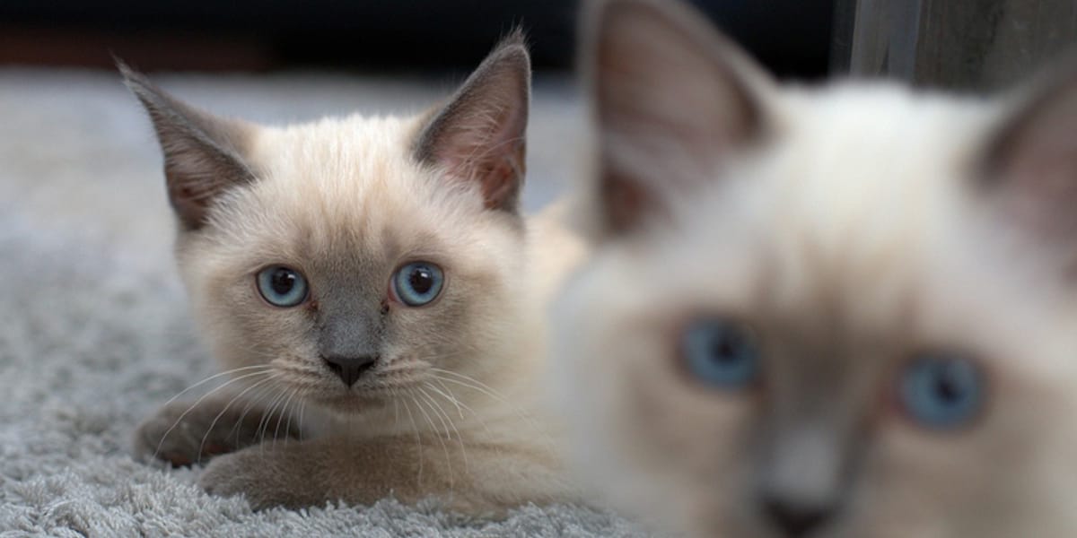 Cat Breeds Dragon Li: Unique Traits and Care Tips Revealed