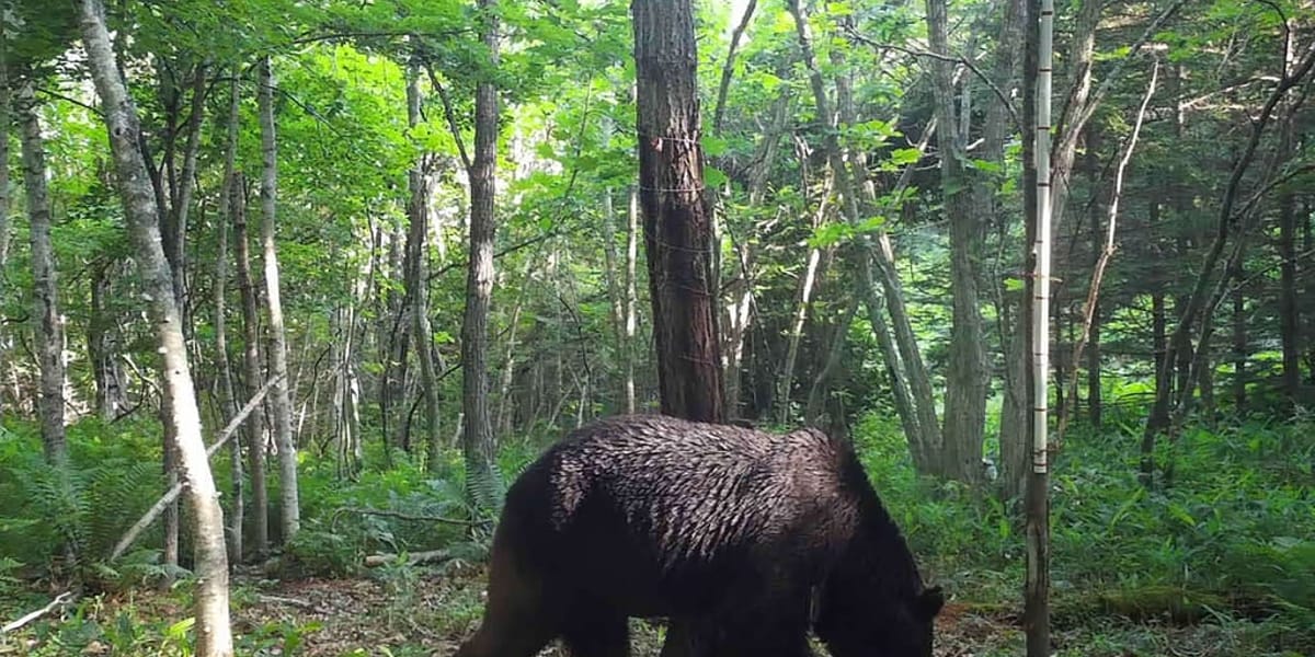 Japan confirms year's first fatal bear attack, two others suspected | FMT