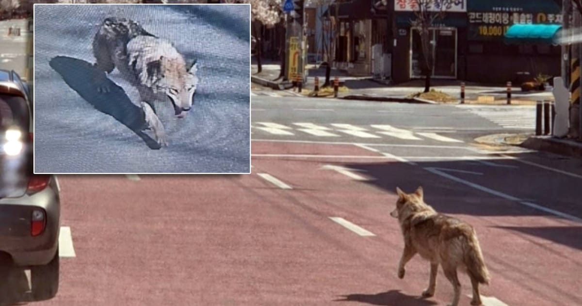 Escaped wolf forces school closure in South Korea