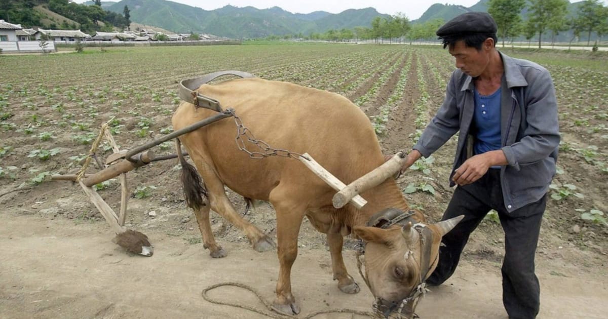 North Korea faces rare ‘severe’ drought, moves to protect crops