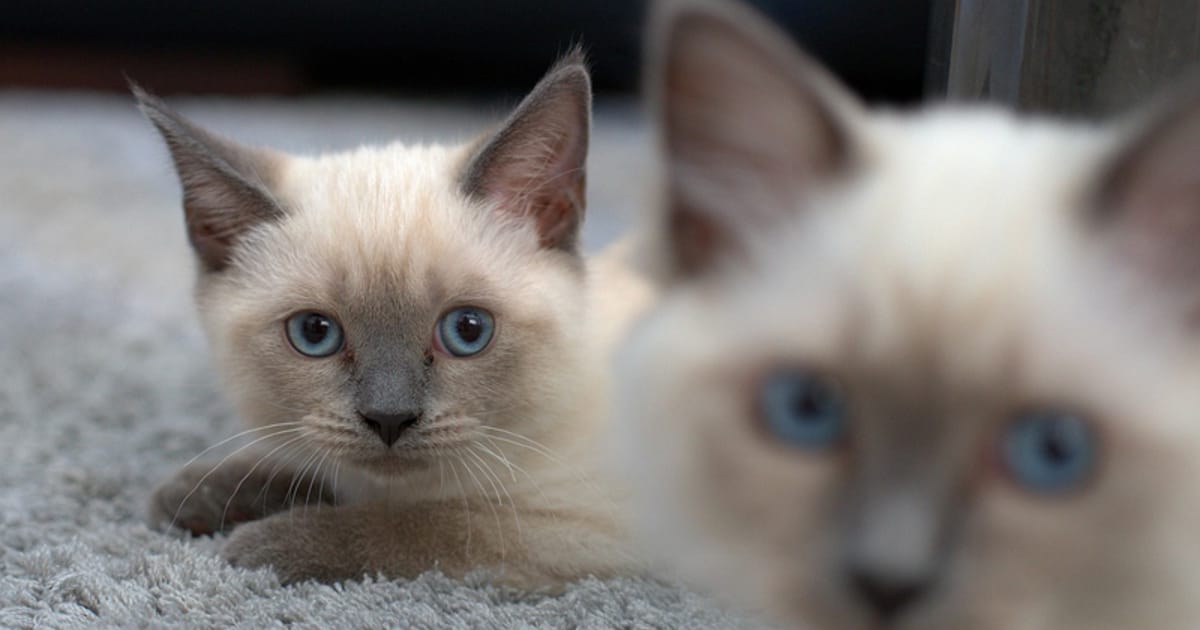 Cat Breeds Asian: Discover the Most Fascinating Feline Types