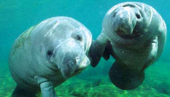 manatee