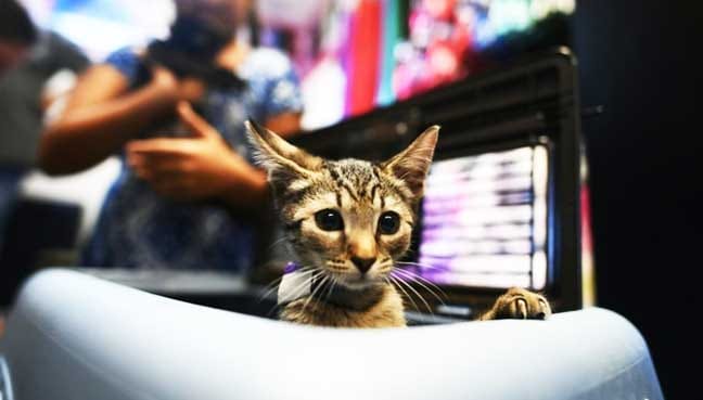 Hurricane-Matthew-rescue-animals-find-homes-after-storm