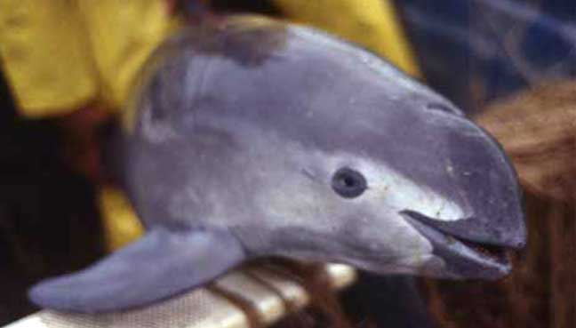 vaquita-face