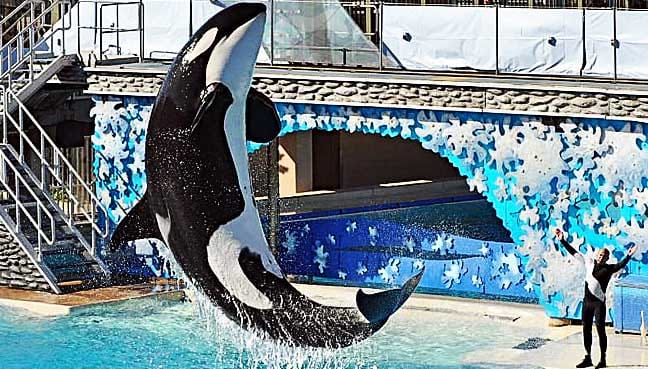Tilikum