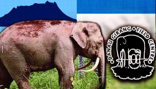 elephant_sabah_6001