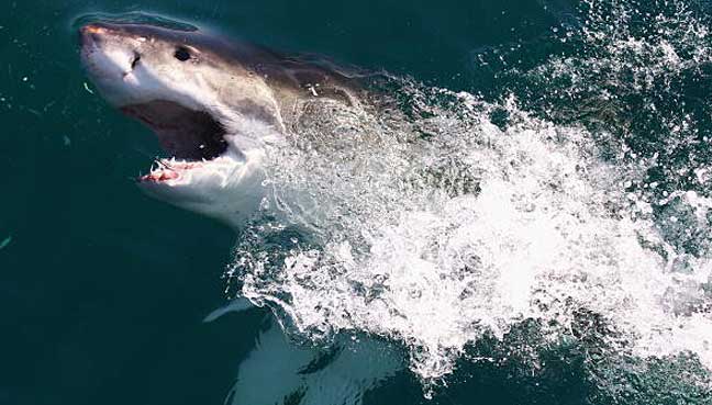 great-white-shark