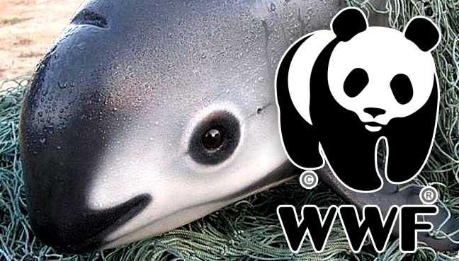 vaquita