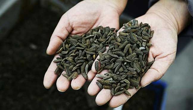 In-China,-maggots-finish-plates,-and-food-waste