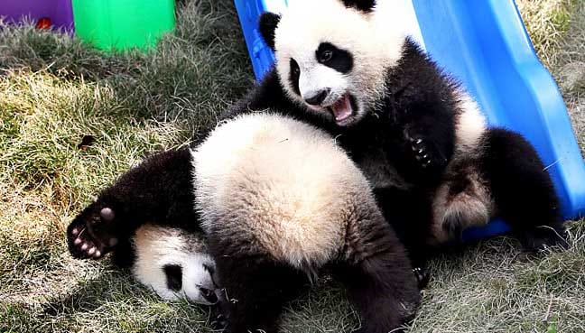 Meng-Meng-and-Jiao-Qing