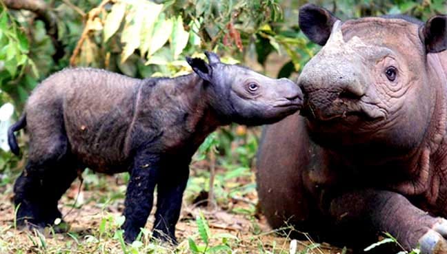 sumatran-rhino